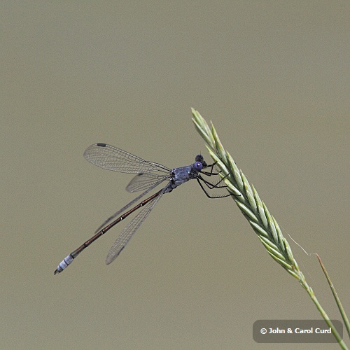IMG_1307 Lestes macrostigma.JPG